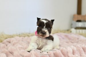 Liver Parti Mini Schnauzer