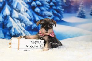 AKC Salt & Pepper Mini Schnauzer Puppy