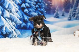 AKC Miniature Schnauzer Puppy