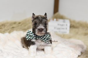 Liver Parti Mini Schnauzer