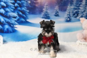 Miniature schnauzer puppy