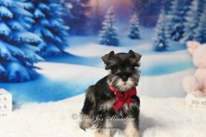 AKC Salt & Pepper Miniature Schnauzer