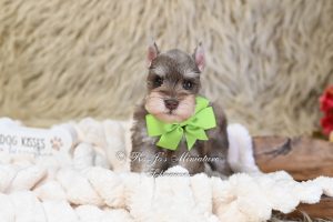 AKC Liver Tan Mini Schnauzer