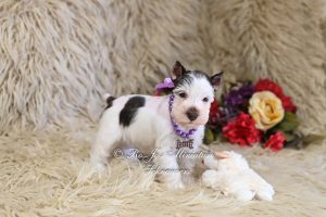 Liver Parti Mini Schnauzer