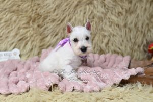 AKC White Mini Schnauzer