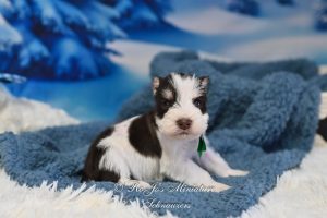 AKC Chocolate Part Mini Schnauzer