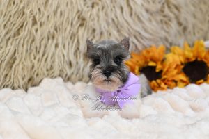 Salt & Pepper Parti Mini Schnauzer