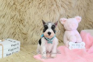 AKC Salt & Pepper Parti Girl