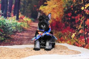 AKC Mini Schnauzer Puppy