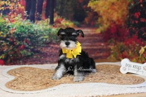 AKC Black & Silver Phantom Mini Schnauzer