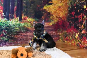 Miniature Schnauzer Puppies for Sale