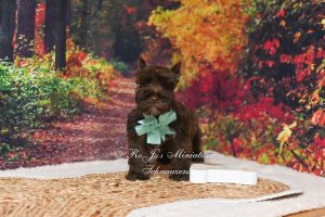 Liver/Chocolate Mini Schnauzer