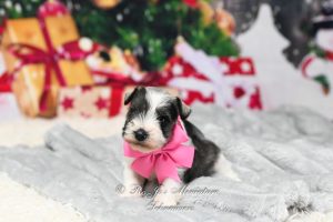 Salt & Pepper Parti Mini Schnauzer