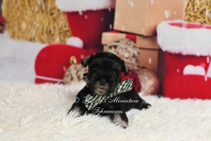 AKC Mini Schnauzer Puppy