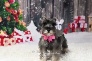 AKC Salt & Pepper Schnauzer
