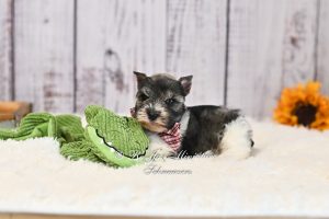 AKC Salt & Pepper Parti Mini Schnauzer
