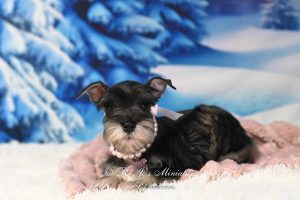 Salt & Pepper Mini Schnauzer Puppy