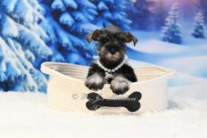Miniature Schnauzer Puppy for Sale