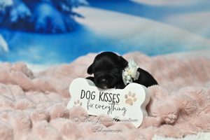 AKC Mini Schnauzer Puppy