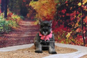 AKC Salt & Pepper Mini Schnauzer Girl