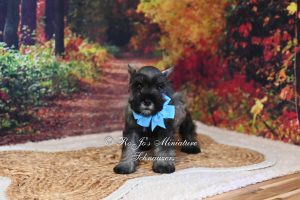 Salt & Pepper Mini Schnauzer