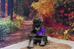 Salt & Pepper Mini Schnauzer