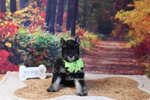 AKC Black & Silver Mini Schnauzer