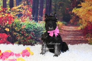 AKC Black & Silver Mini Schnauzer