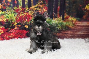 AKC Salt & Pepper Mini Schnauzer