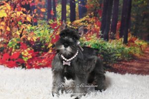 AKC Salt & Pepper Miniature Schnauzer