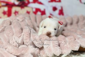 White Chocolate Schnauzer Puppy