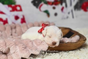 AKC White Chocolate Mini Schnauzer