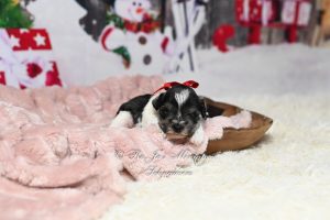 AKC Salt & Pepper Parti Mini Schnauzer