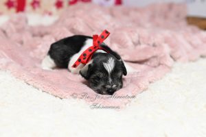 Salt & Pepper Parti Puppy