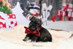 AKC Miniature Schnauzer Puppy