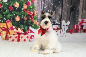 AKC Parti Mini Schnauzer