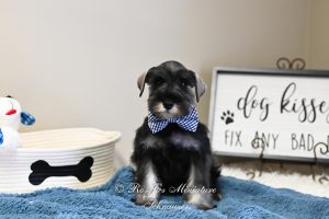 AKC Salt & Pepper Mini Schnauzer
