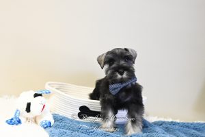 AKC Salt & Pepper Mini Schnauzer