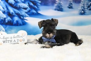 AKC Salt & Pepper Mini Schnauzer