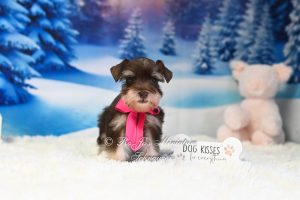 AKC Liver Tan Miniature Schnauzer