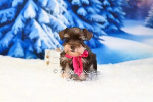 Liver Tan Miniature Schnauzer