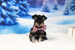 AKC Black & Silver Mini Schnauzer