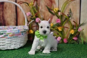 AKC White Mini Schnauzer Puppy
