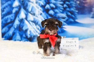 Liver Tan Phantom Mini Schnauzer