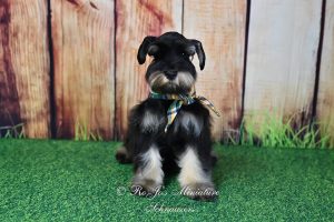 AKC Black & Silver Mini Schnauzer