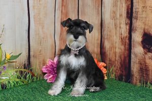 Salt & Pepper Mini Schnauzer