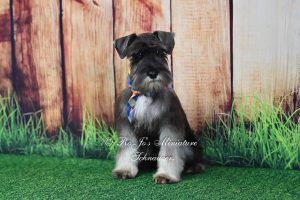 AKC Salt & Pepper Mini Schnauzer