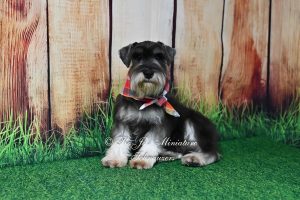 Salt & Pepper Mini Schnauzer