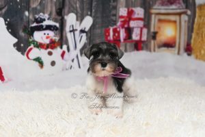 Salt & Pepper Parti Schnauzer