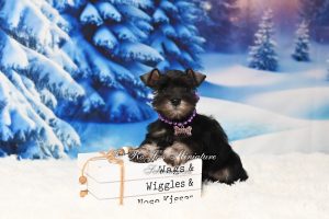 AKC Mini Schnauzer Girl